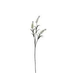 vara lavandas زهرة