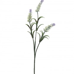 vara lavandas زهرة vara lavandas زهرة