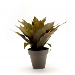 نبات الصبار " صناعي " نبات الصبار " صناعي "