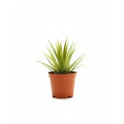 شجيرة الصبار الصغيرة