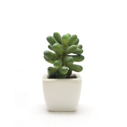 نبات صبار " صناعي " نبات صبار " صناعي "