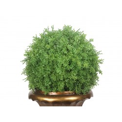 كرة نباتات ديكورية