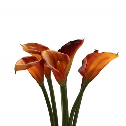 زهرة " كالا " صناعي زهرة " كالا " صناعي