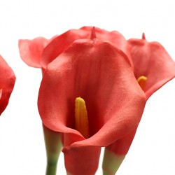 زهرة " كالا "صناعي زهرة " كالا "صناعي