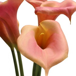 زهرة الزنبق "كالا "صناعي زهرة الزنبق "كالا "صناعي