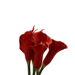 زهرة" كالا " صناعي