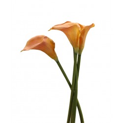 زهرة الزنبق" كالا " صناعي 