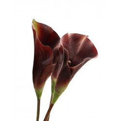 زهرة " كالا " صناعي زهرة " كالا " صناعي