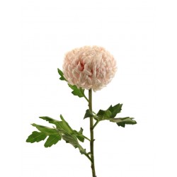 زهرة " Spider " قماش زهرة " Spider " قماش