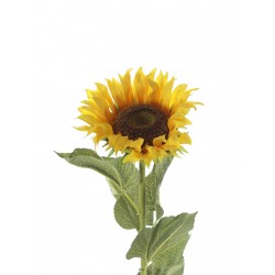 زهرة عباد الشمس 