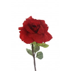 زهرة جوري زهرة جوري