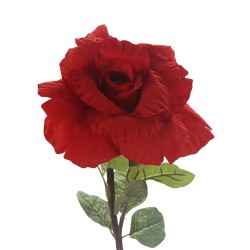 زهرة جوري 