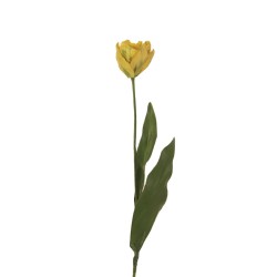 زهرة توليب زهرة توليب