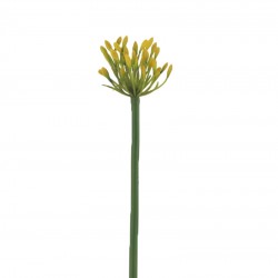 زهرة aglaia odorata