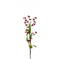 زهرة haary fruit /r زهرة haary fruit /r