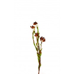 زهرة التوت البري زهرة التوت البري