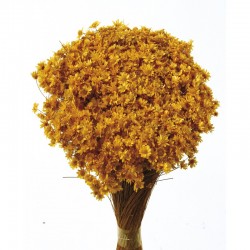 أزهار مجففه