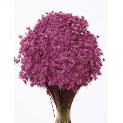 أزهار مجففه