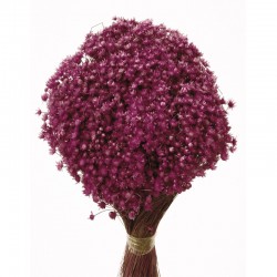 أزهار مجففه