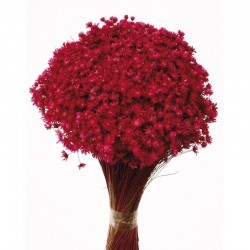 أزهار مجففه