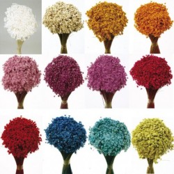 أزهار مجففه