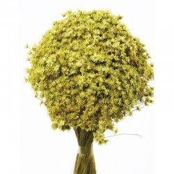 أزهار مجففه