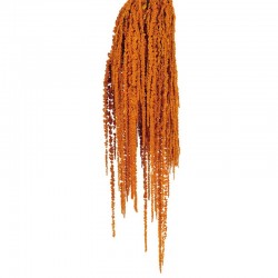 أزهار مجففة متدلية