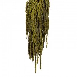 أزهار مجففة متدلية