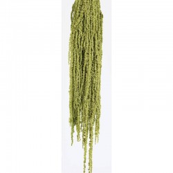 أزهار مجففة