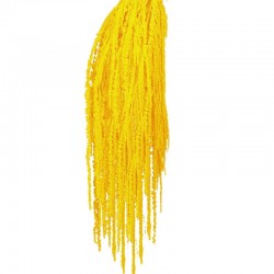 أزهار مجففة