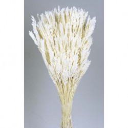 أزهار مجففة