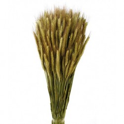 أزهار مجففة