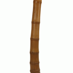 نبات الخيزران حجم كبير نبات الخيزران حجم كبير