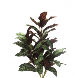 كالاثيا الأخضر