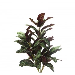 كالاثيا الأخضر