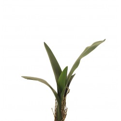 نبات خضار صناعي