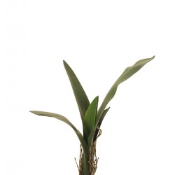 نبات خضار صناعي نبات خضار صناعي