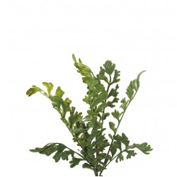 نبات خضار صناعي