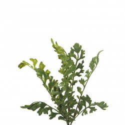 نبات خضار صناعي نبات خضار صناعي