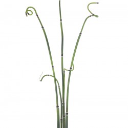 نبات صناعي نبات صناعي