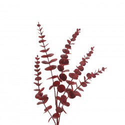 نبات eucaliptus نبات eucaliptus