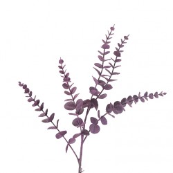 نبات eucaliptus / pn نبات eucaliptus / pn