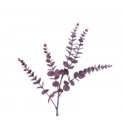 نبات eucaliptus / pn