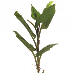 نبات cala verde نبات cala verde