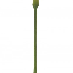 نبات sea heart taro نبات sea heart taro