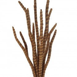 نبات big leaf نبات big leaf