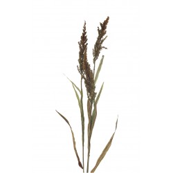 نبات sorghum spray