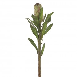 نبات protea stem نبات protea stem