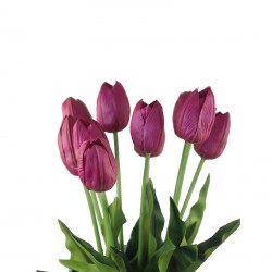 وردة توليب لون فوشي  70