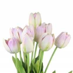 وردة توليب لون أرجواني فاتح 70
